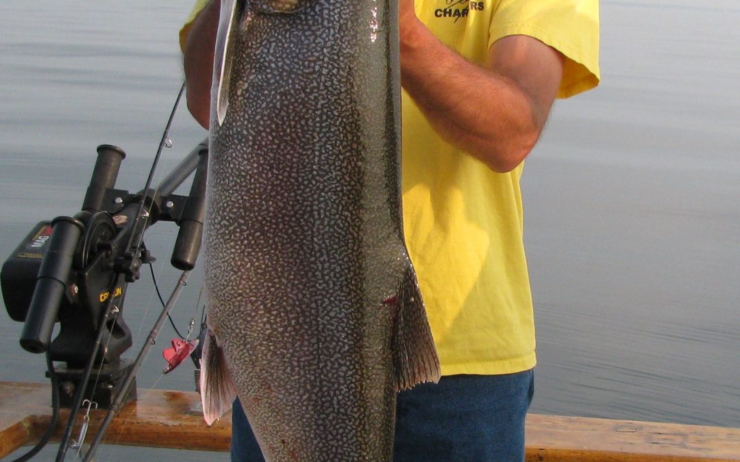 Lake trout