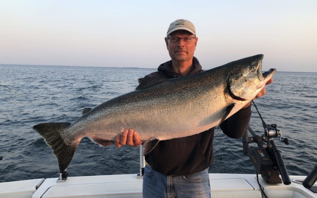 A 30.4 lb King Salmon