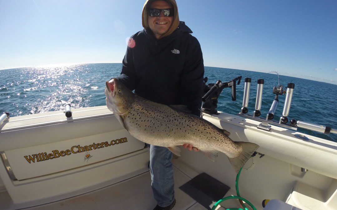 A 19lb Brown Trout